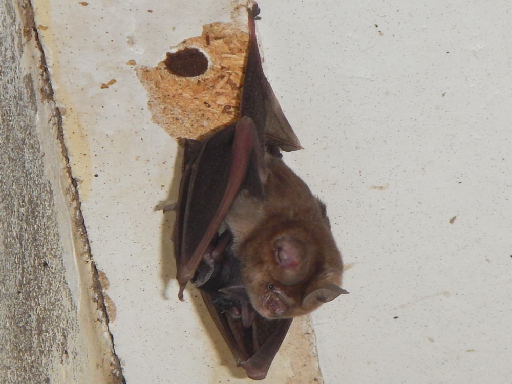 Tanzania - Pipistrello